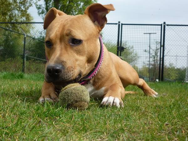 American Staffordshire Terrier con una pelota
