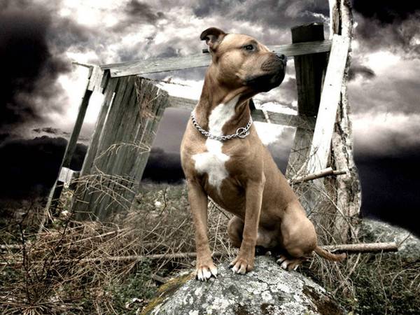 American Staffordshire Terrier en una piedra
