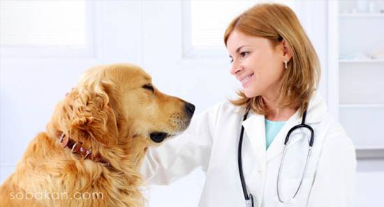 Veterinario y perro