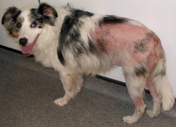 Tratamiento de dermatitis canina