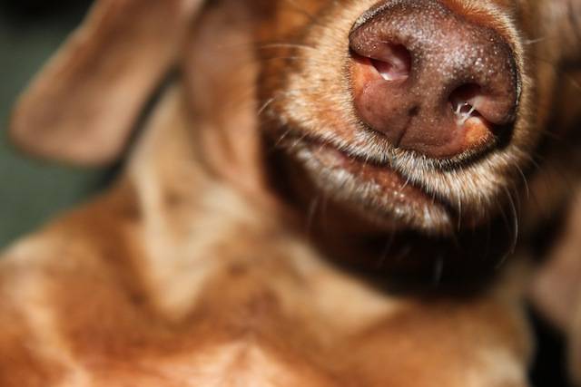 Goteo nasal en perros