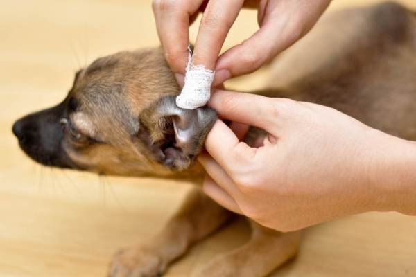 Examen de perros para otitis media