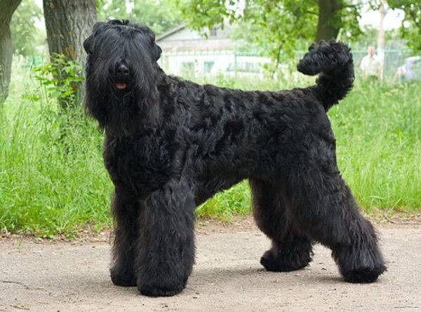 Terrier negro ruso