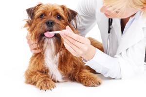 Enterocolitis en perros