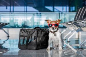perro en el aeropuerto