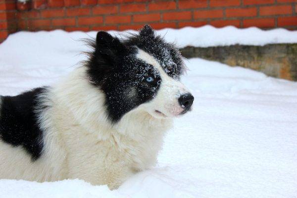 Husky Yakut en la nieve.