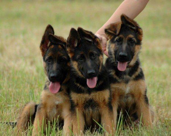 Cachorros de pastor alemán