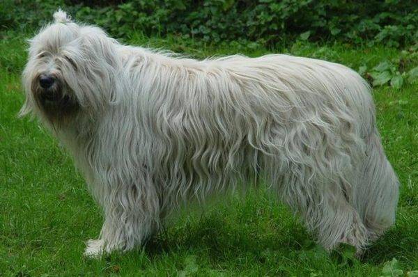 Descripción de la raza del perro pastor ruso del sur