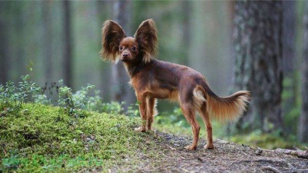 Terrier de juguete ruso lindo en el bosque