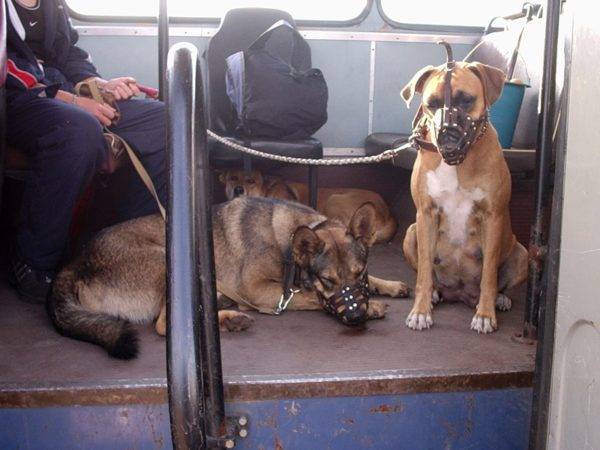 Transporte de perros en transporte público.