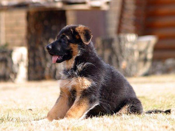 lindo cachorro de pastor alemán sentado