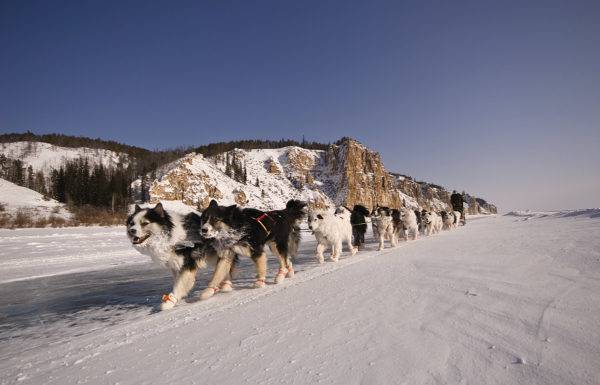 muchos perros esquimales Yakut