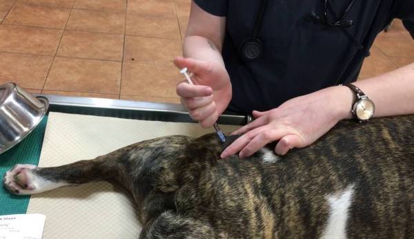Cómo inyectar un perro por vía intramuscular