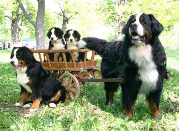 Familia de perros de montaña berneses