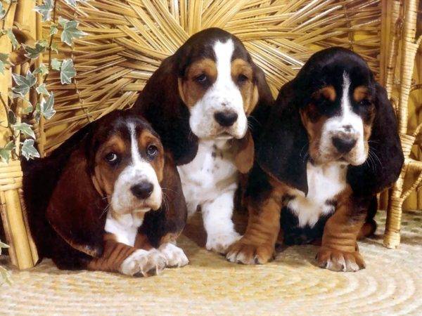 Cachorros Bloodhound