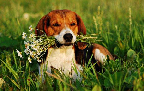 Perro de Estonia en la hierba