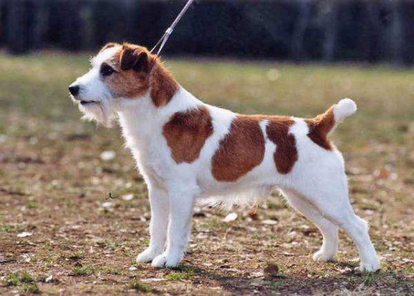Viejo Jack Russell Terrier