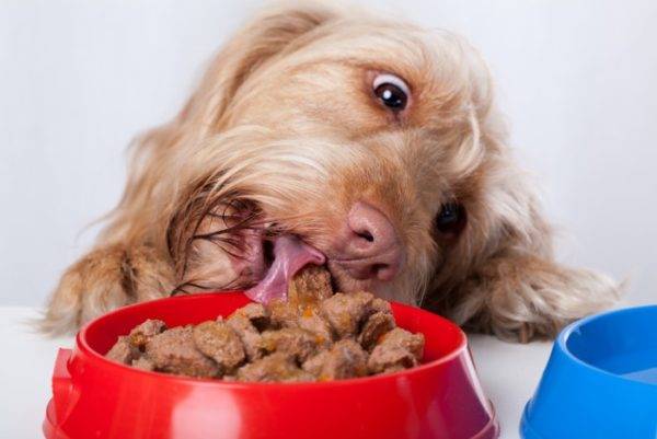 el perro come comida mojada
