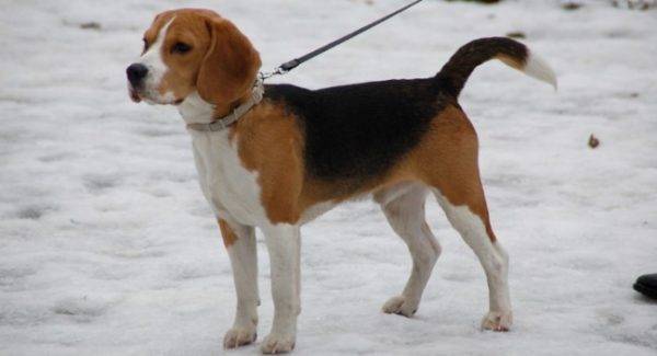 Beagle en invierno