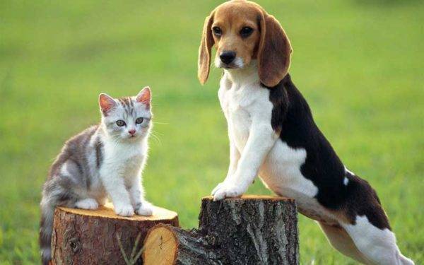 Beagle y gato