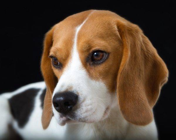 Beagle muy hermoso