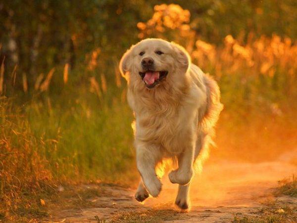 perro feliz corre