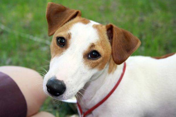 Jack Russell Terrier Con Ama