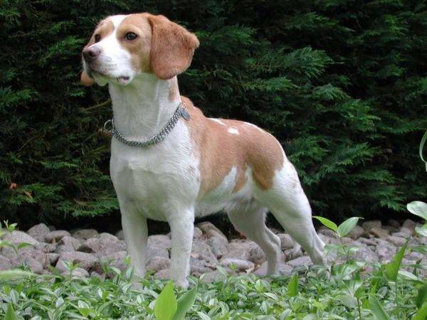 Beagle blanco