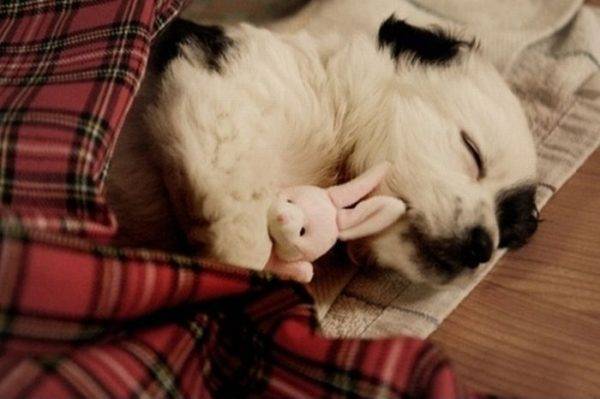 Modo de sueño del perro