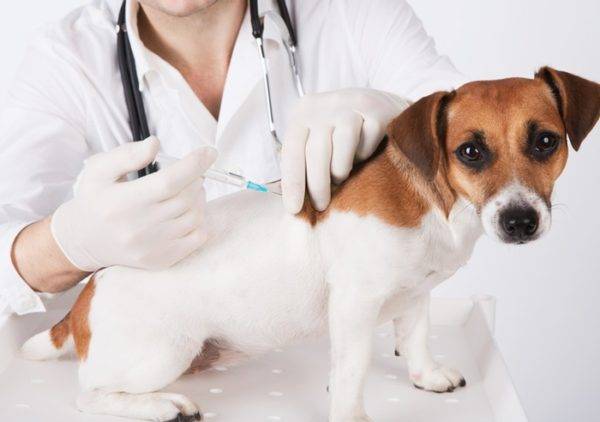 Inoculación del perro de privar