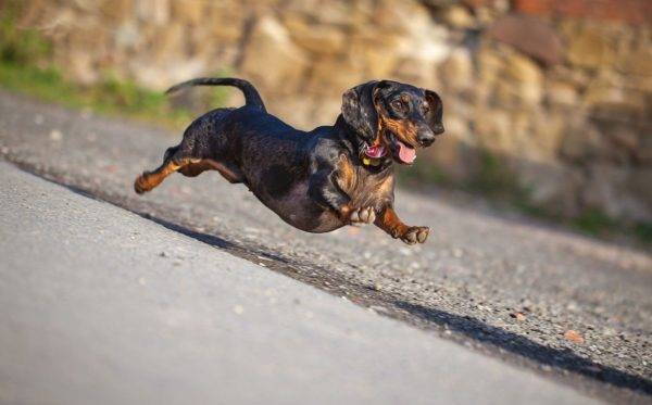 dachshund enano corre a lo largo del camino