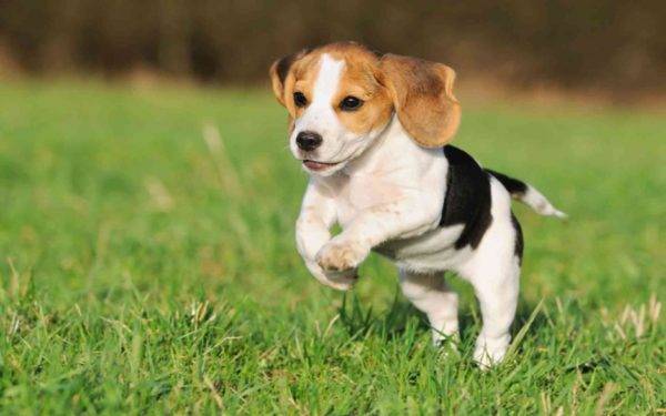 Beagle pelirrojo blanco y negro