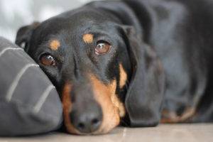 Deficiencia de vitamina en los síntomas de los perros