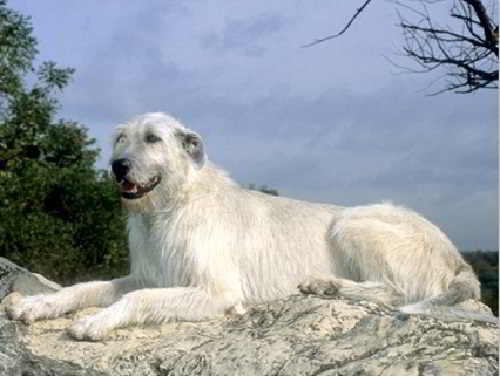 Perro lobo blanco irlandés