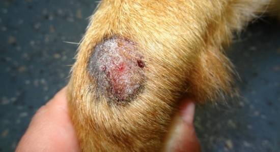 Hongo o dermaptosis en perros.