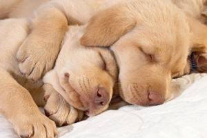 ¿Cuántos perros duermen por día?