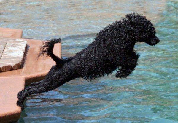 Perro de agua portugués salta al agua
