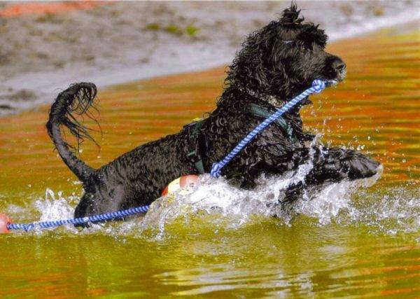 Perro de agua portugués en agua