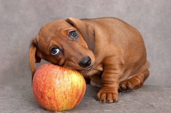 perrito y manzana