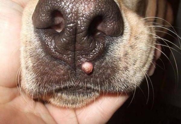 virus del papiloma en perros comment faire une cure détox pour maigrir