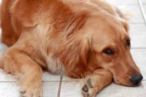 Gastritis en perros
