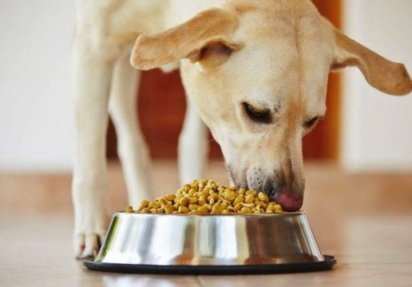 ¿Es posible y necesario remojar la comida seca para perros? Lea el artículo