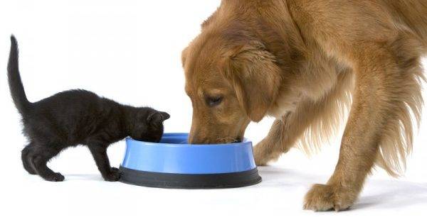 gato y perro comen