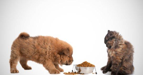 ¿Es posible darle a un perro comida para gatos? Lea el artículo