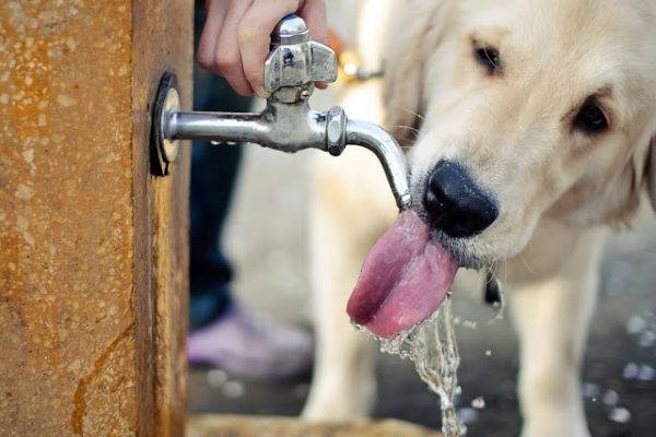 el perro esta bebiendo agua