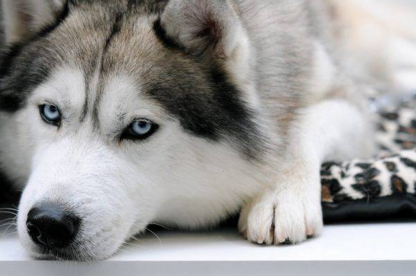sakhalin de ojos azules husky