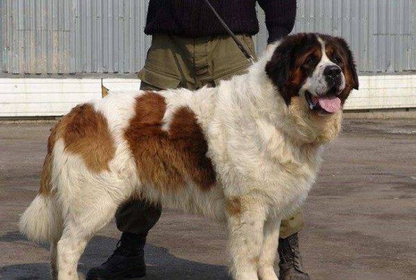 Perro guardián de Moscú junto al dueño