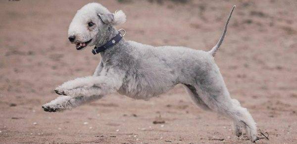 Bedlington terrier corriendo por la arena
