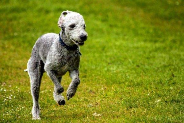 Bedlington terrier corriendo