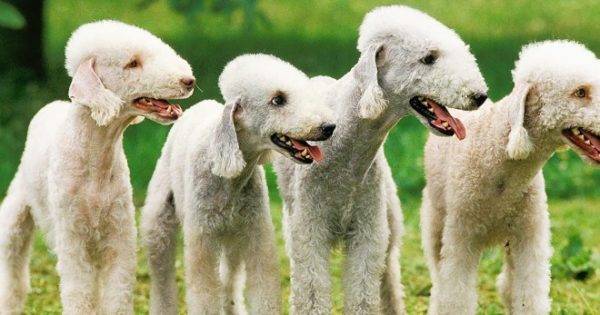 Bedlington Terrier hermosa raza